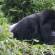 Gorilla | Uganda & Rwanda | Africa