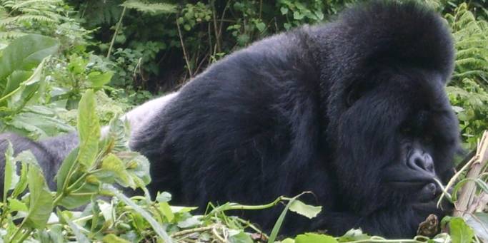 Gorilla | Uganda & Rwanda | Africa