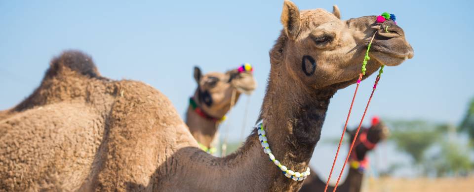 Camels at the Pushkar Camel Fair