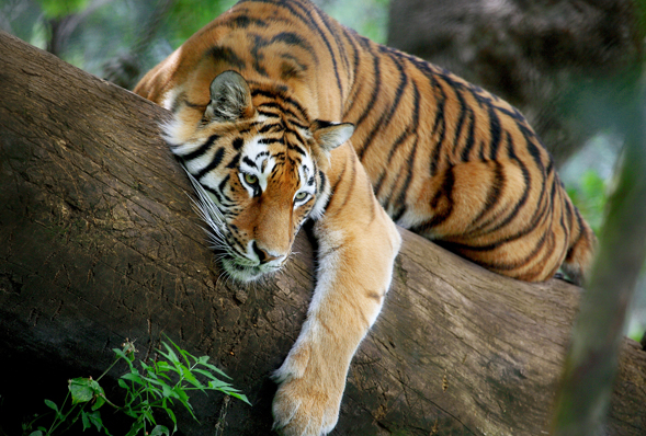 a tiger resting in a tree
