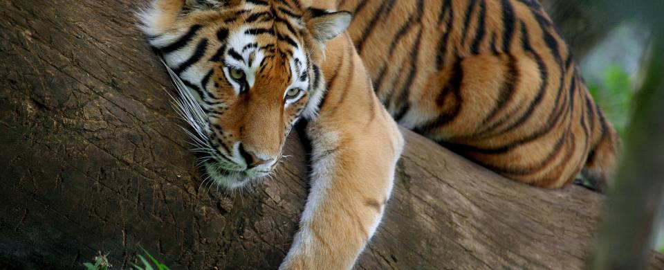 Ranthambore tiger in tree - New Web Image - On the Go Tours