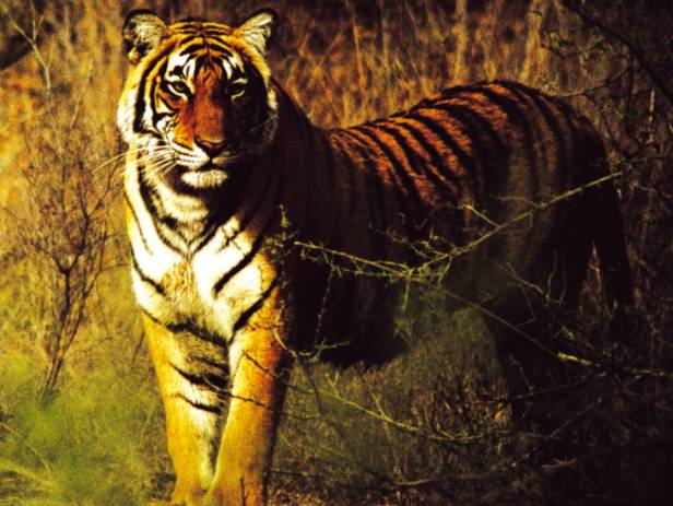 Chital in the long grass of Kanha National Park