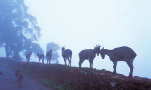 Ranthambore-to-Kanha-Itinerary-Main-Wildlife-Food-and-Wellbeing-India
