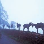 Wildlife spotting | Ranthambhore National Park | India