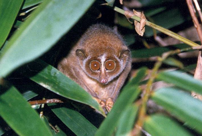Red Slender Loris - Wildlife in Sri Lanka - On The Go Tours