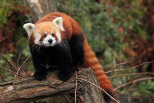 Red panda in the wild - Bhutan - On The Go Tours