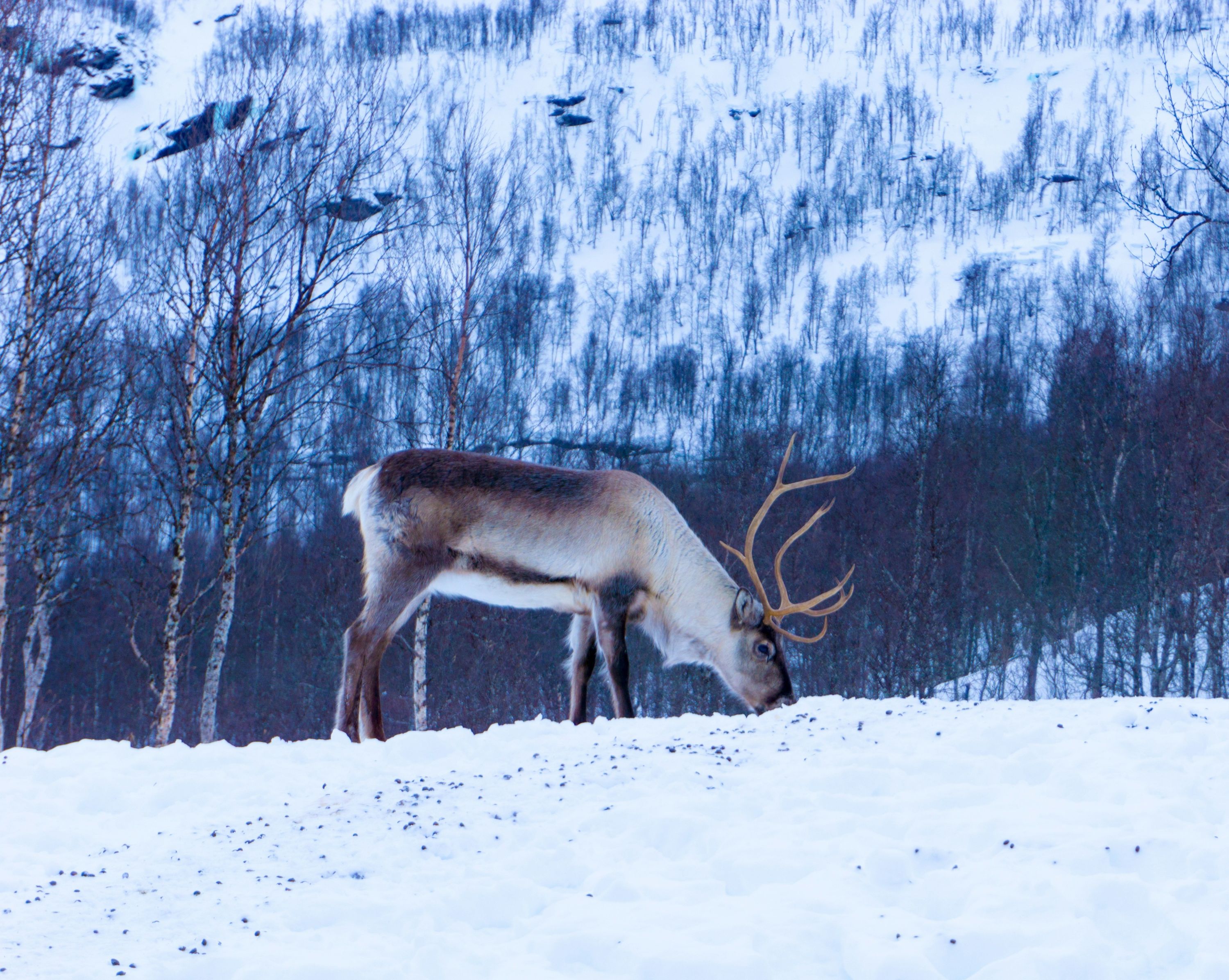 Reindeer