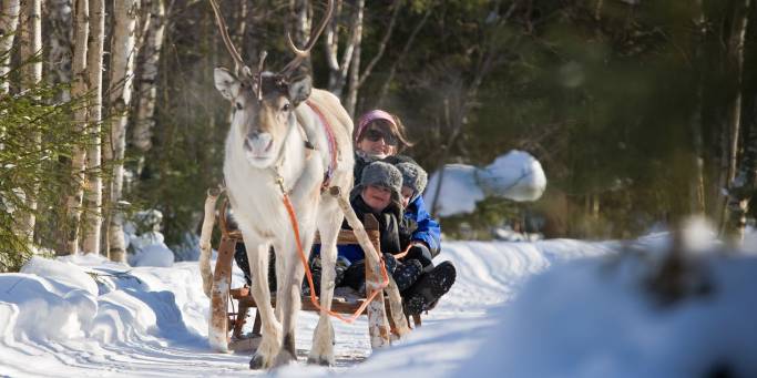 Reindeer Sleigh Ride 4 - Safartica