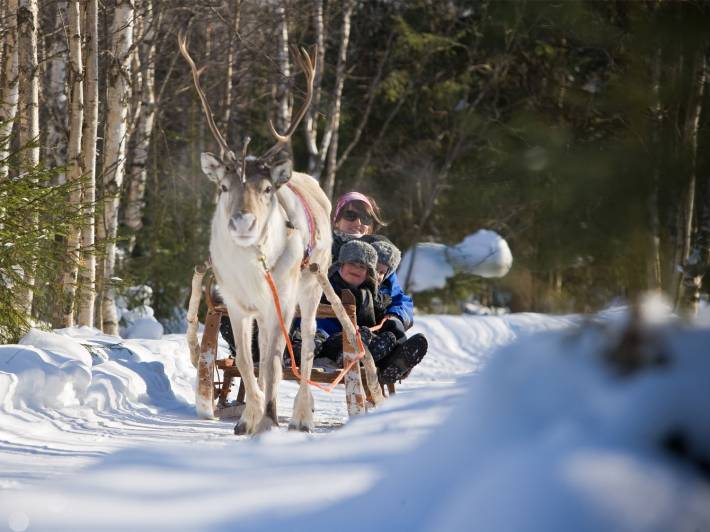 Reindeer Sleigh Ride 4 - Safartica