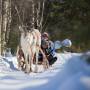 Reindeer Sleigh Ride 4 - Safartica