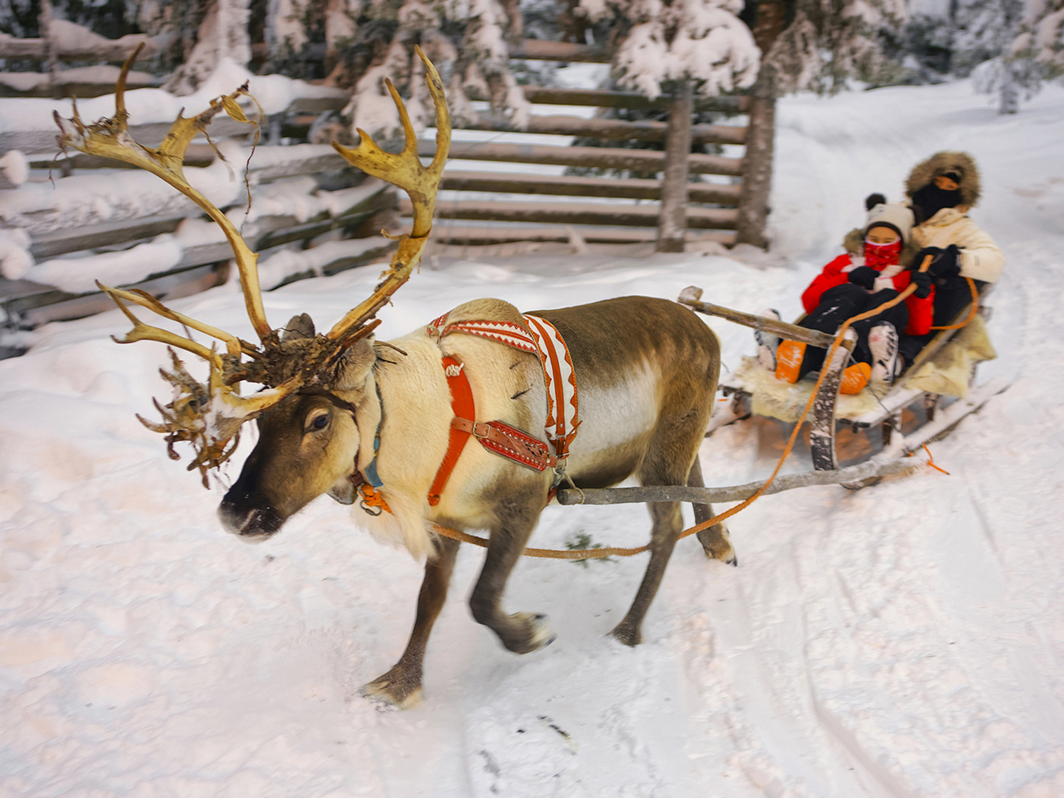 Reindeer safari in Lapland | Finland