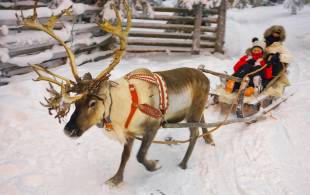 Reindeer-Safari-Lapland-On-The-Go-Tours