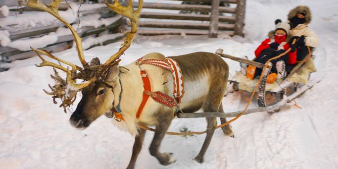 Reindeer safari in Lapland | Finland