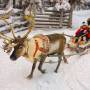 Reindeer safari in Lapland | Finland