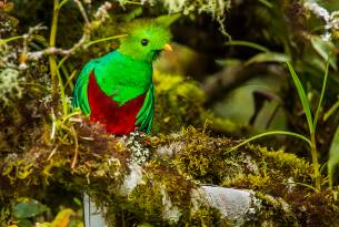 Resplendent Quetzal in Costa Rica - Wildlife Guide - On The Go Tours
