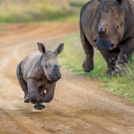 Rhino - Gorilla and Game Trek