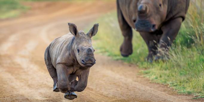 Rhino - Gorilla and Game Trek