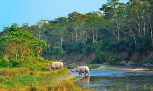 Rhino in Chitwan NP - Nepal - On The Go Tours