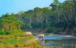 Rhino in Chitwan NP - Nepal - On The Go Tours
