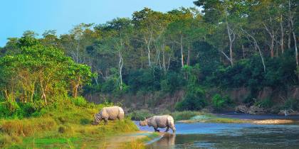 Rhino in Chitwan NP - Nepal - On The Go Tours