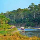 Rhinos in Chitwan National Park | Nepal