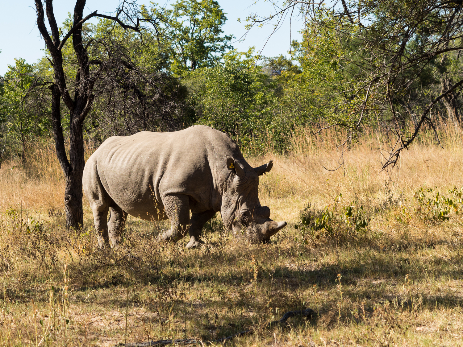Day 5 - Matobo N.P.