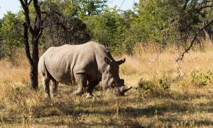 Rhino in Matobo National Park - Zimbabwe - On The Go Tours