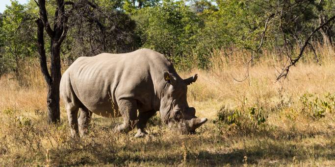 Rhino in Matobo National Park | Zimbabwe
