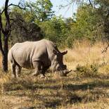 Rhino in Matobo National Park | Zimbabwe