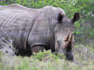 Rhino in the Amakhala Game Reserve, Eastern Cape, South Africa