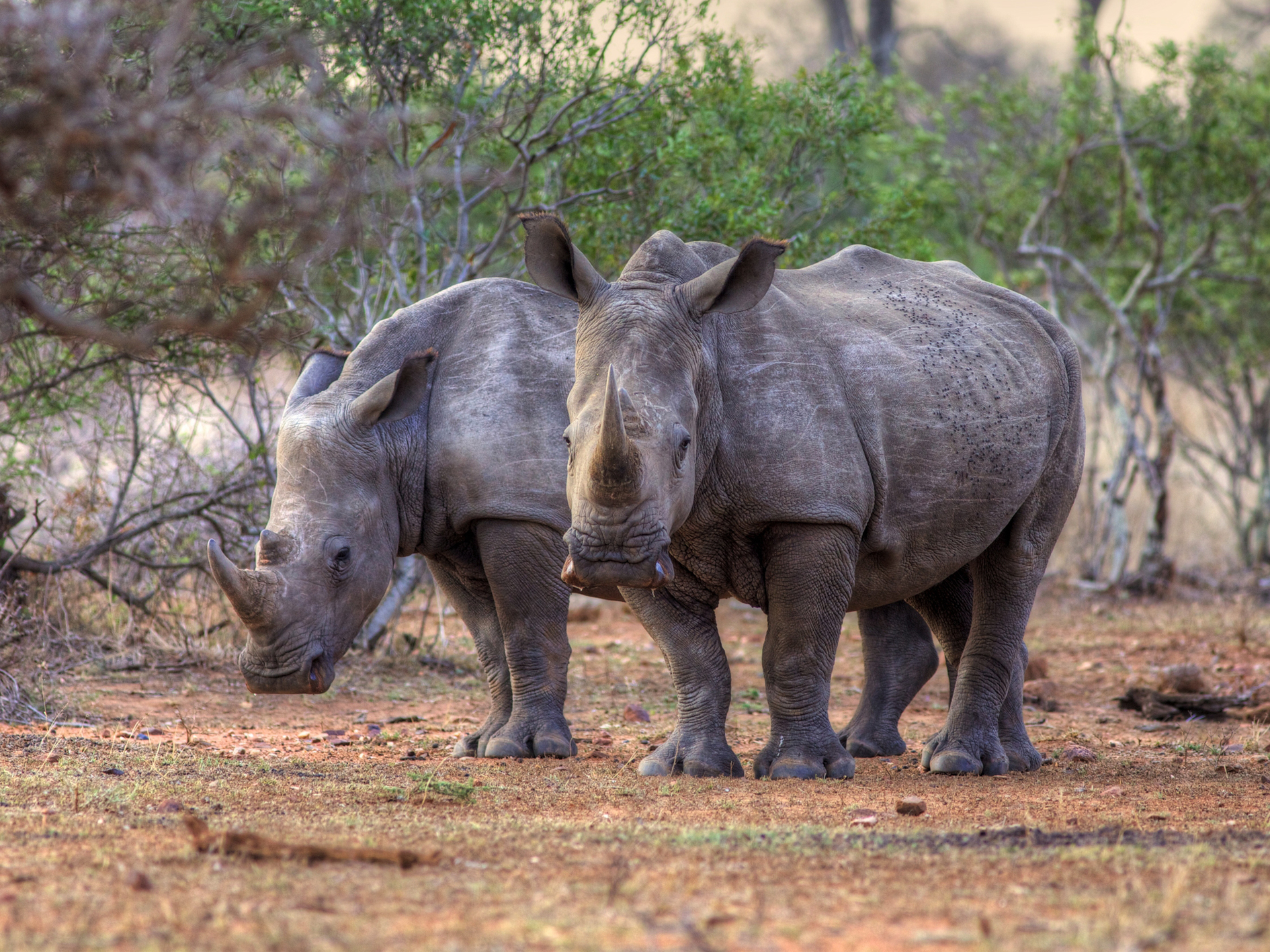 Rhinos in South Africa
