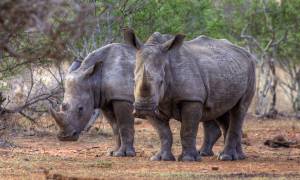 Rhinos - Africa Overland Safaris - Africa Lodge Safaris - Africa Tours - On The Go Tours