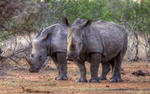 Rhinos - Africa Overland Safaris - Africa Lodge Safaris - Africa Tours - On The Go Tours