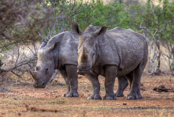 Rhinos - Africa Overland Safaris - Africa Lodge Safaris - Africa Tours - On The Go Tours