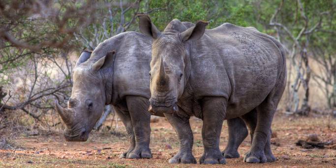 Rhinos | African Safaris | Africa