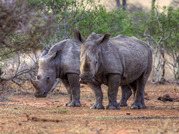 Rhinos - Africa Overland Safaris - Africa Lodge Safaris - Africa Tours - On The Go Tours