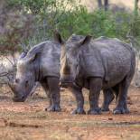 Rhinos | African Safaris | Africa