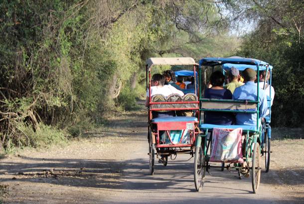 Rickshaw ride through Keoladeo National Park - India Tours - On The Go Tours