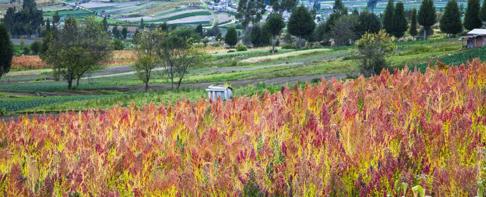 Colourful Quinoa plantation in Riobamba