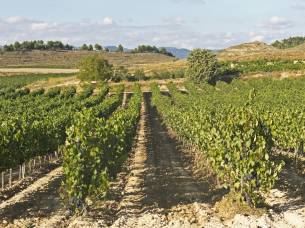 Rioja Region - Best places to visit in Spain - On The Go Tours