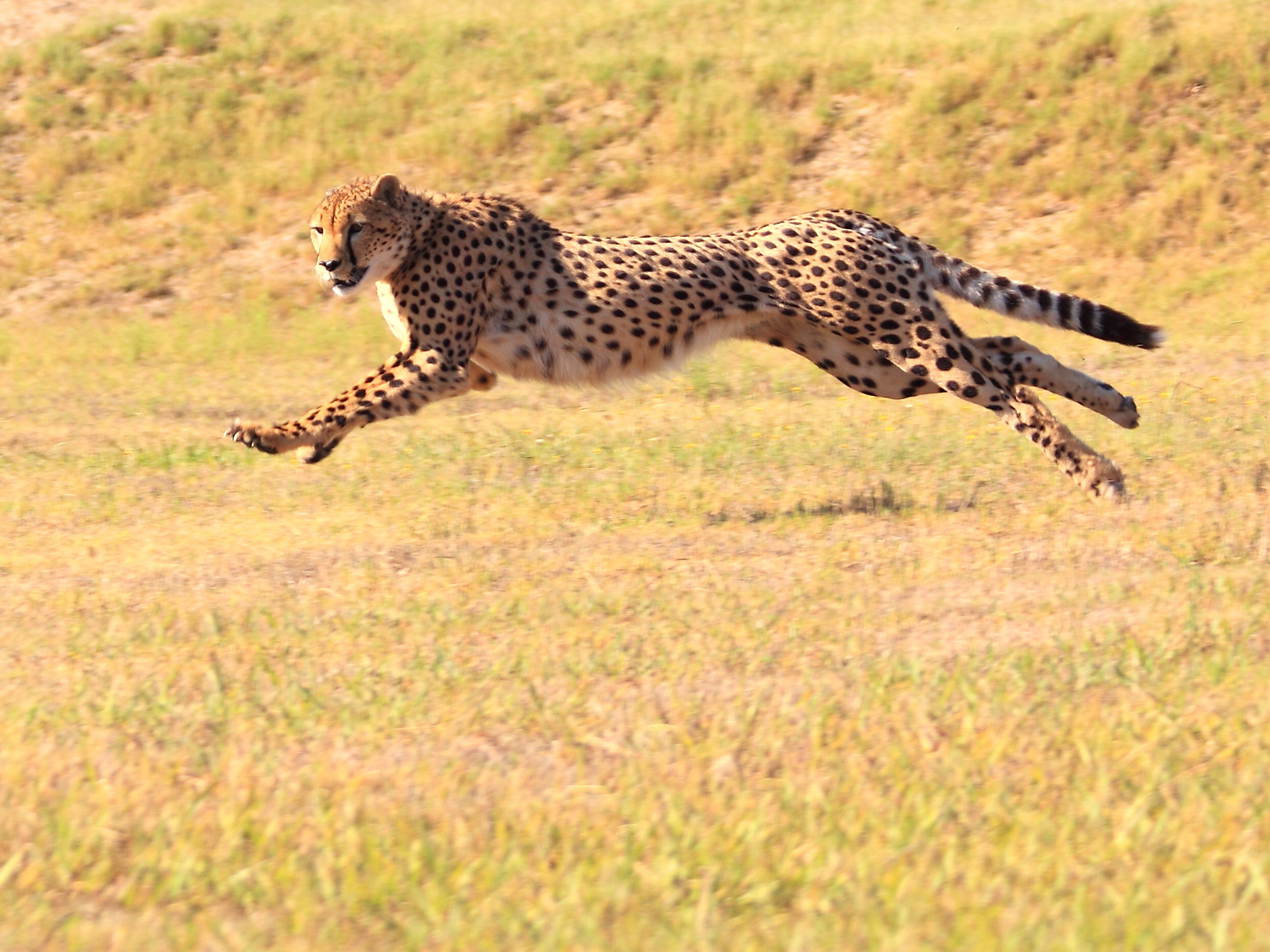 Days 7-8 - Serengeti National Park