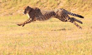 Running Cheetah - Africa Overland Safaris - Africa Lodge Safaris - Africa Tours - On The Go Tours