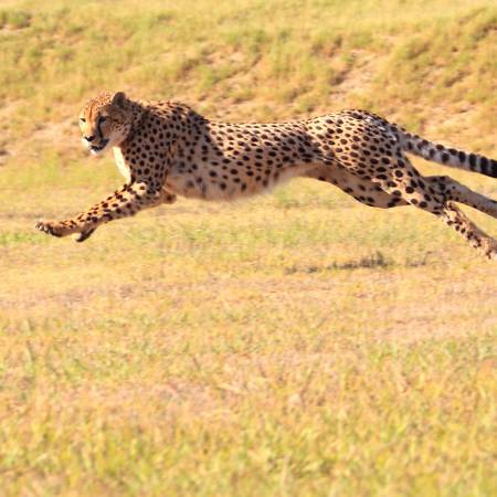 Running Cheetah - Africa Overland Safaris - Africa Lodge Safaris - Africa Tours - On The Go Tours