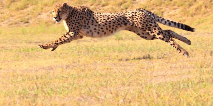 Running Cheetah | African Safaris | Africa