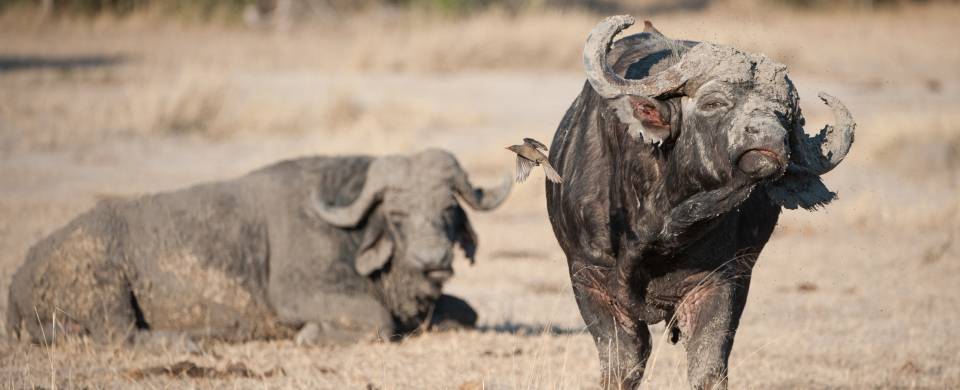 Two muddy cape buffalo in the dry savannah of Sabi Sand Game Reserve