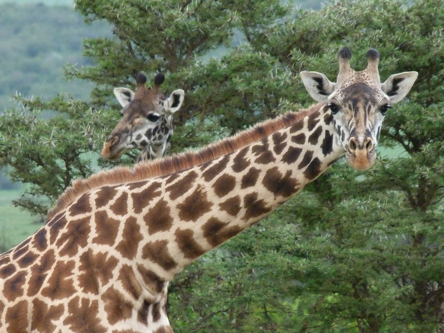 Joburg to Victoria Falls - 12 Days