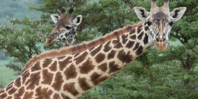 Giraffe | African Safaris | Africa