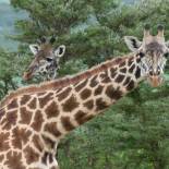 Giraffe | African Safaris | Africa