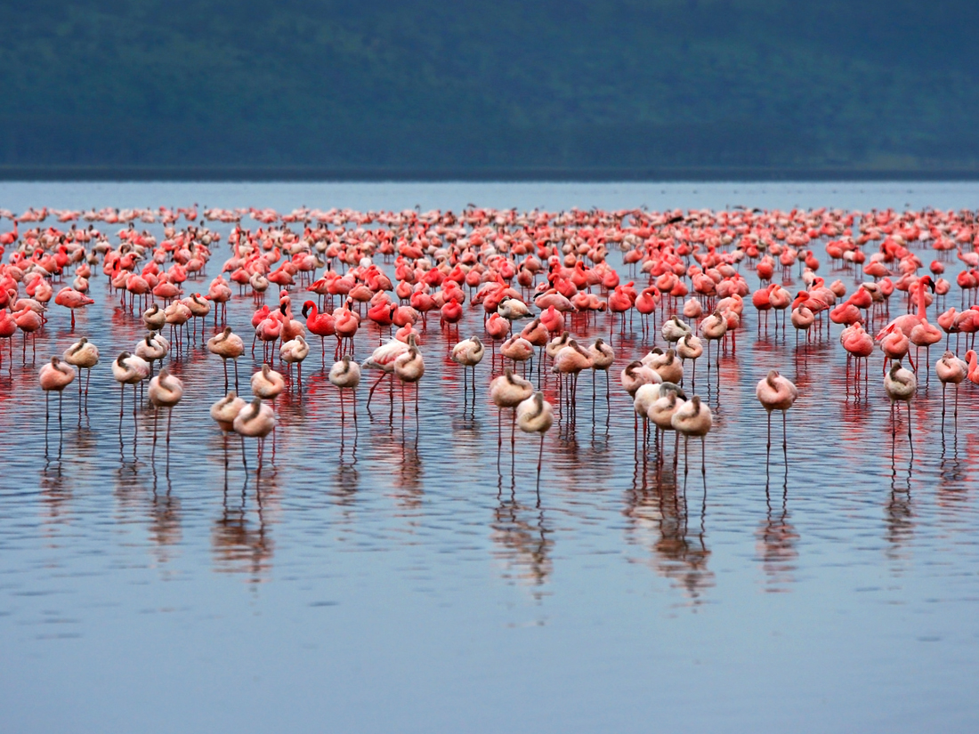 Lake Nakuru, Uganda & Gorillas (Accommodated) - 14 days