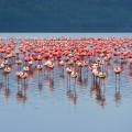 Rhino standing in front of a flock of flamingos at a water hole at Lake Nakuru